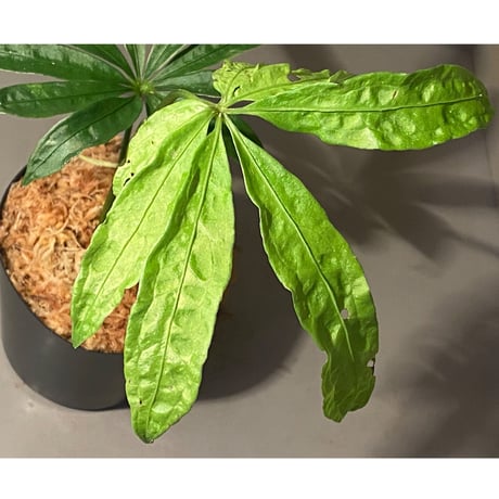 Anthurium polyschistum from Napo Ecuador [tanakay]