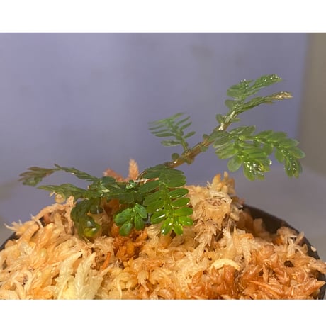 Selaginella picta