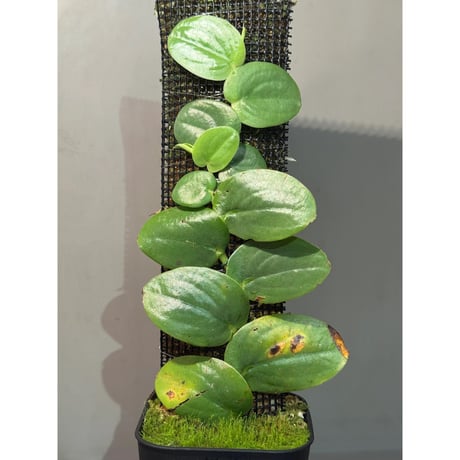 rhaphidophora | STORES