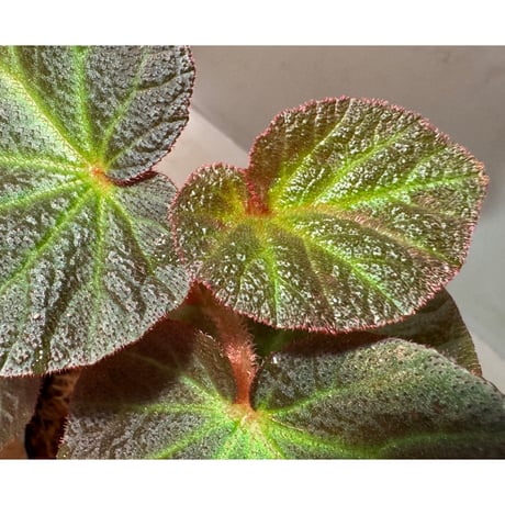 Begonia sp. from  Manaus