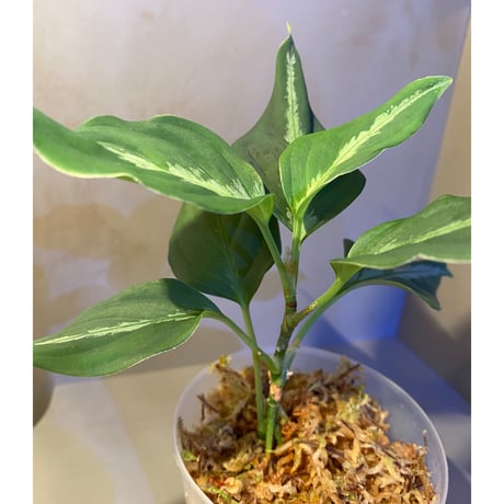 Aglaonema pictum "Sin-ei-tai" BGW from Sibolga [AZ0415-1b]