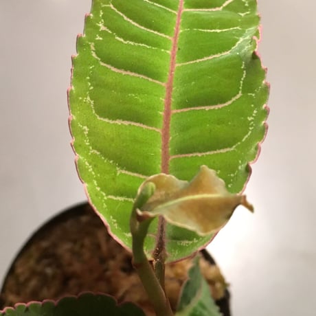 Labisia sp. from Riau  Sumatera