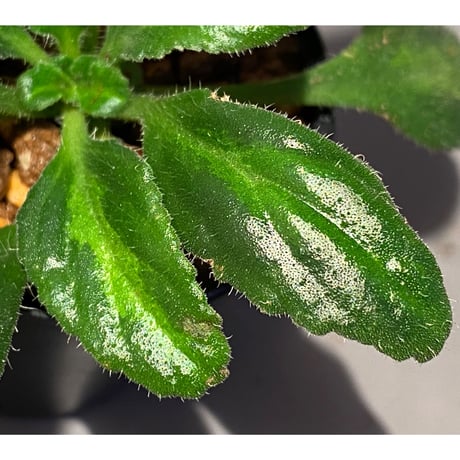 Primulina sclerophylla