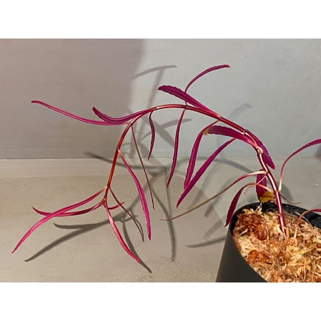 Sonerila linearis from Kedah Malaysia [LA0717-02]