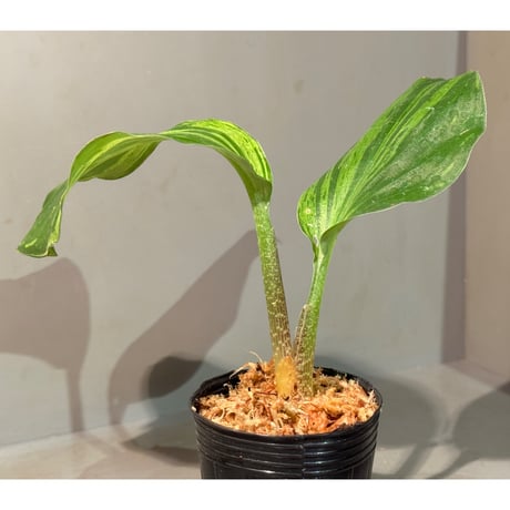 Kaempferia pulchra 'Variegata'