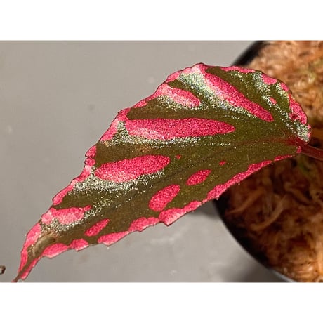 Begonia sp. ぼっち株 from Julau [R1214-01b]
