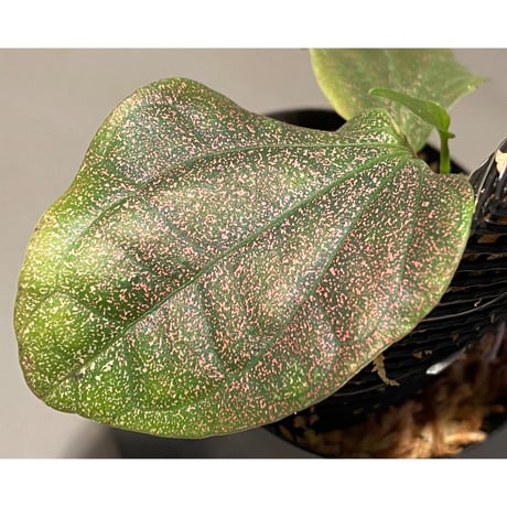 Piper sp. from India
