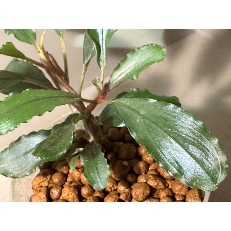 2芽Lサイズ) Bucephalandra sp. from Batu Jato Kpg P