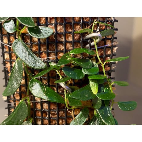 Ficus sp. from Mt. Besar