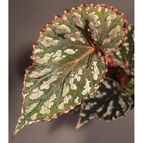 Begonia sp. from Aceh sumatera [LA1115-01T]