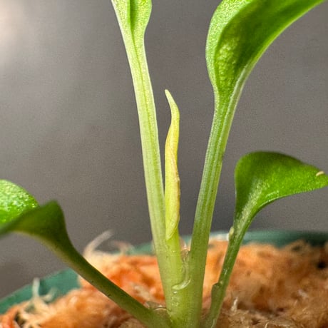 Homalomena sp. from Solok sumatera [LA0616-03]