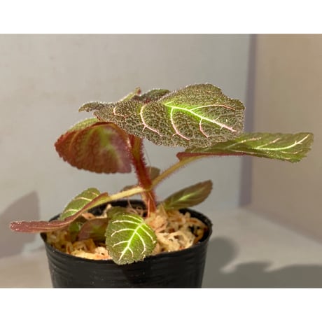 Pearcea hypocyrtiflora from Rio Napo Ecuador [tanakay] 赤葉脈