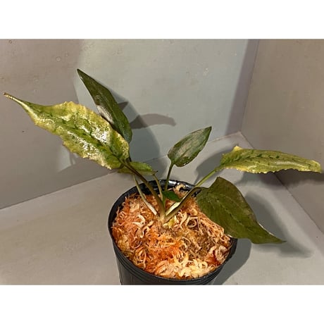 Cryptocoryne xagusii [TB]