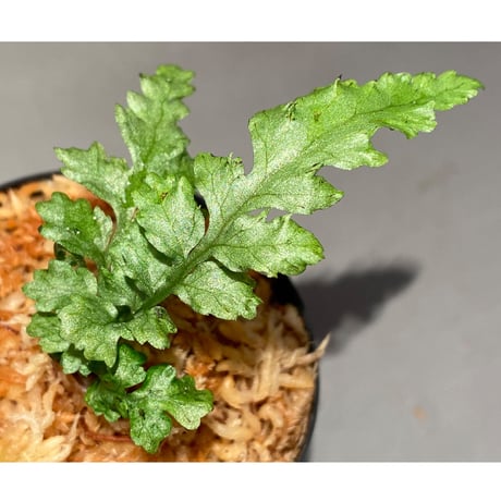 Bolbitis sp. from Siberut [LA]