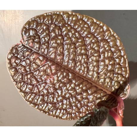 Ardisia sp. ''Snake Skin" from Kapuas hulu West Kalimantan