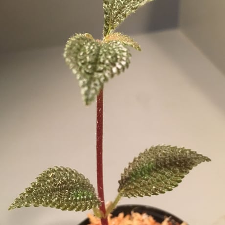 Codonoboea sp. from Panama [WWR]