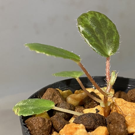 Begonia blancii