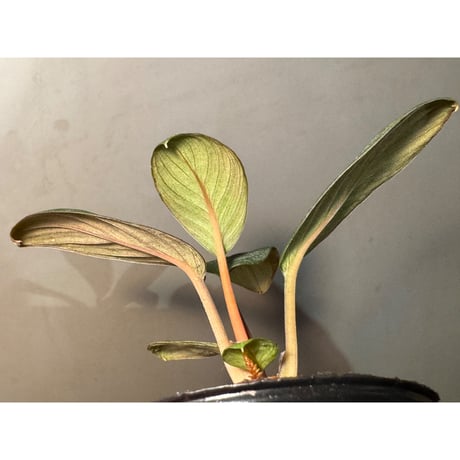 Homalomena sp. from Riau sumatera