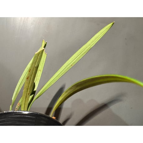 Aridarum cf. montanum from Sanggau West Kalimantan