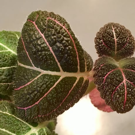 Pearcea hypocyrtiflora from South America