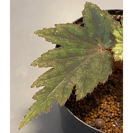 Begonia cv. Jaggy [LA0314-00-f1]