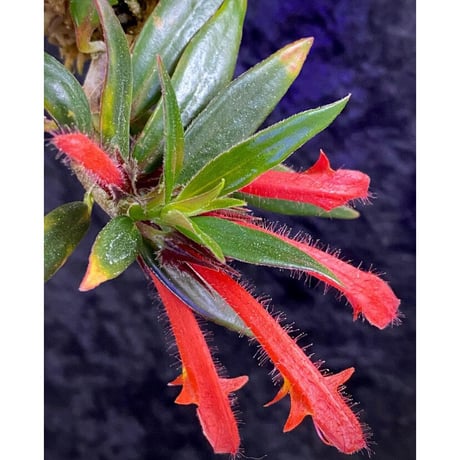Columnea cf. crassifolia from Colombia [LA0316-03-f1]