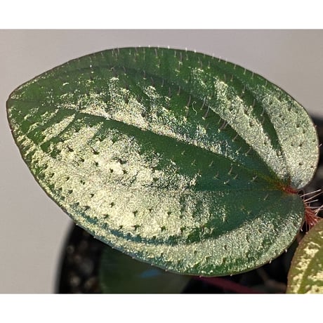 Phyllagathis rotundifolia [STRINGE PLANTS]