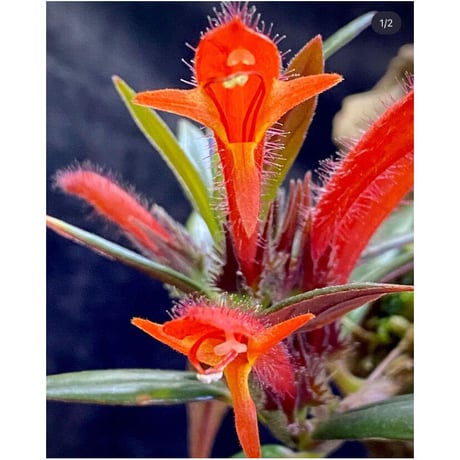 Columnea cf. crassifolia from Colombia [LA0316-03-f1]