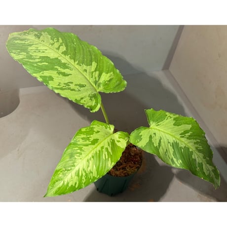 Borneoa scortechinii (旧 Schismatoglottis scortechinii) ②