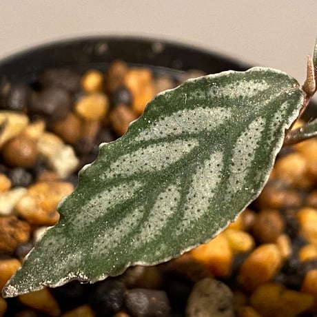 Ardisia sp. from Ache Sumatera [LA]