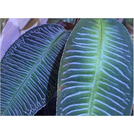 Ardisia sp. from Perlis Malaysia