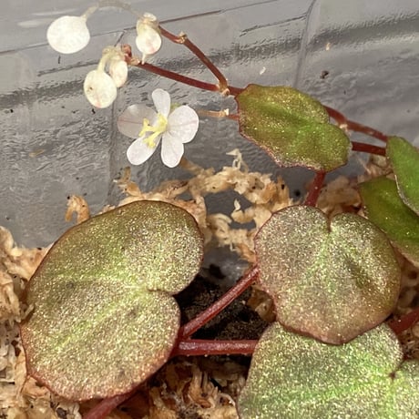 Begonia lichenora (sp.Mini) from Kalimantan Sarawak border [LA]