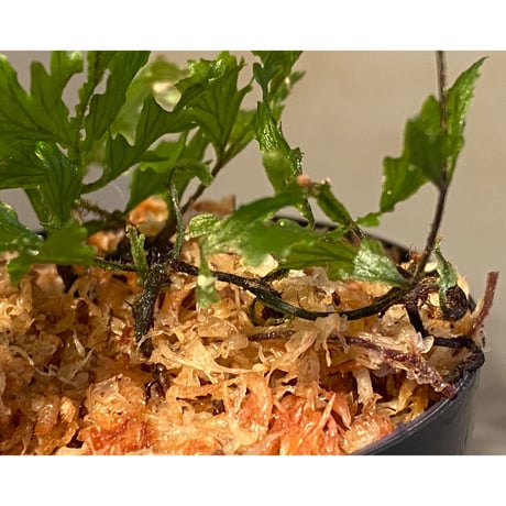 Crepidomanes auriculatum 屋久島産 [KSB]