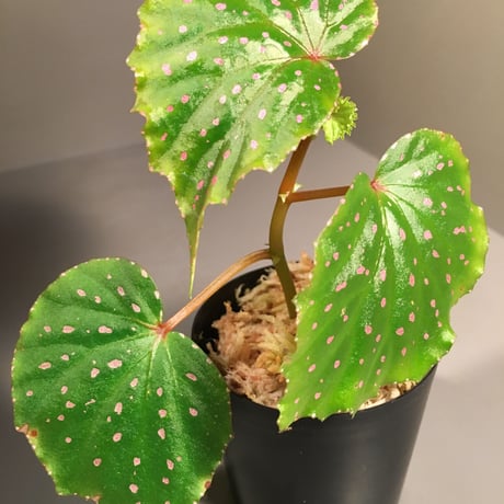 Begonia sp. from Sibu Sarawak