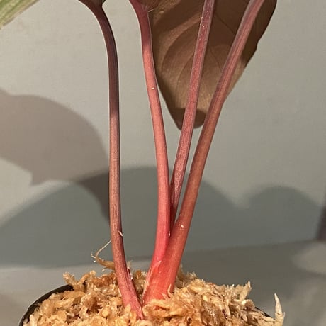 Homalomena cf. humilis from Sumatera Barat [LA0719-02]
