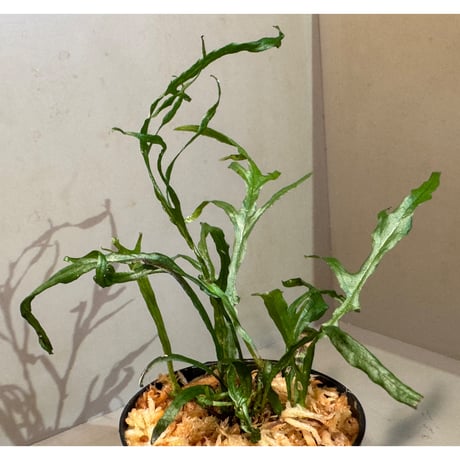 Microsorium sp. from Saripoi [LA0515-02]