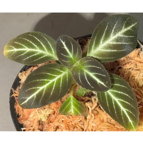 Gesneriaceae gen. from Kalimantan Barat