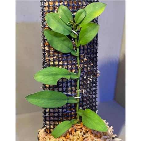 Epipremnum sp. from Trat Thailand