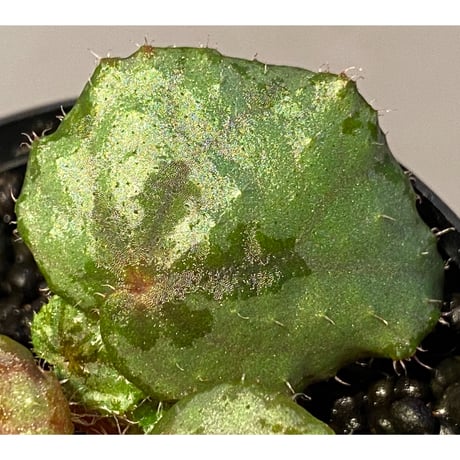Begonia sp. from Lang Son [YH030519] TK