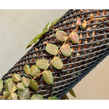 Marcgravia sp. "Bronze"