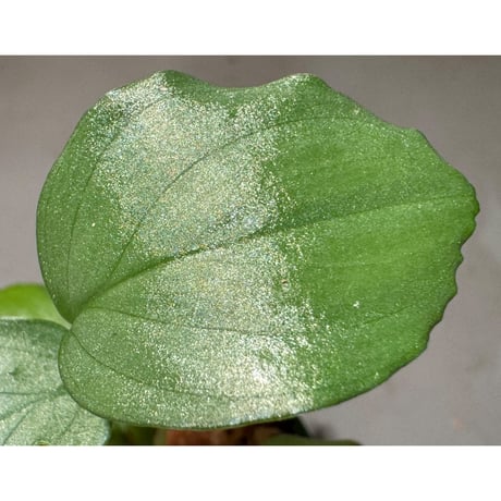 Homalomena sp. "Silver Bullet GG" from P.Linga [AZ0917-1] ②