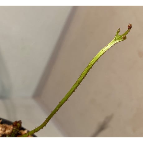 Microsorium sp. from Saripoi [LA0515-02]
