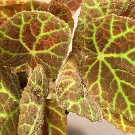 Begonia sp. from Sumpur [TK031117]