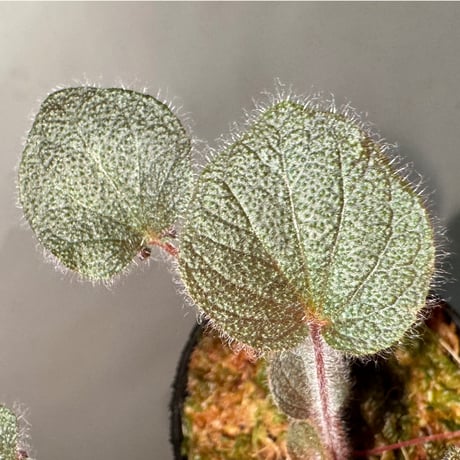 Sonerila dongnathamensis [LA]
