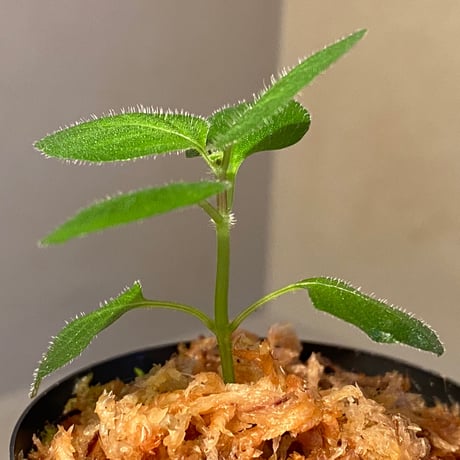 Gymnostachyum sp. from Tigalingga [HW0219-02-f1]