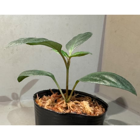 Unknown from Aceh sumatera [LA2013年]