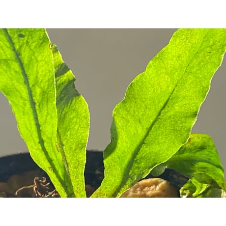 Microsorium sp. from Krabi Southern Thailand