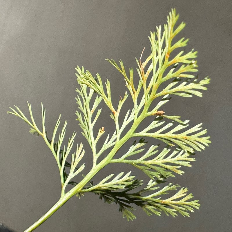 Davallia sp. from Sarawak | M・R・G・R