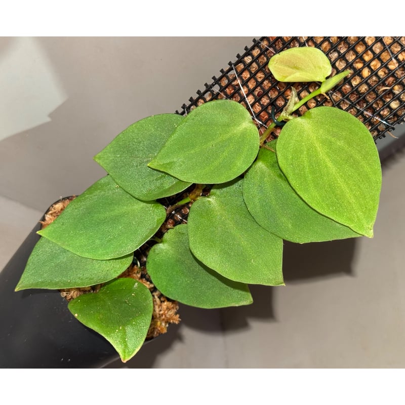 Philodendron sp. from Iquitos Peru [tanakay] |