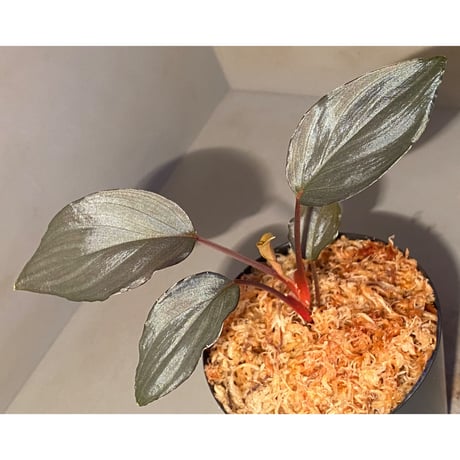 Homalomena sp."赤鉄鉱” from Kepulauan Riau [SGP import] KZT